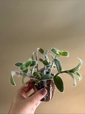 Tradescantia sillamontana - aka White Velvet
